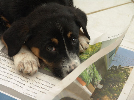 圖書館過期報紙妙用